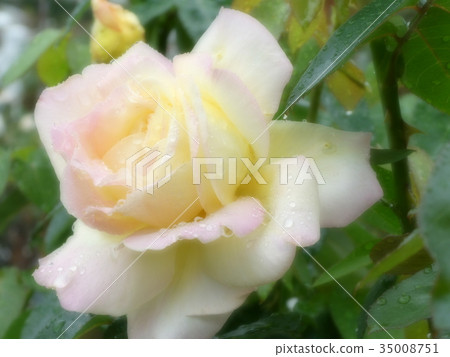 Autumn roses rain 35008751