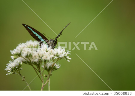 常見的青蠅 35008933