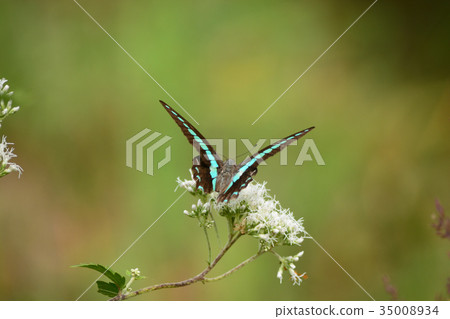 常見的青蠅 35008934