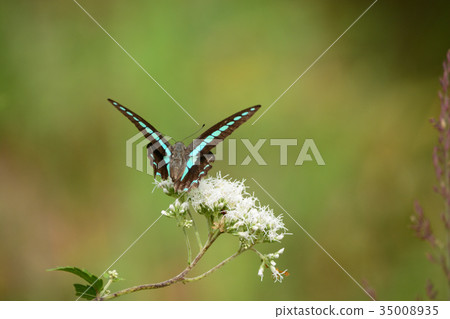 Aosiagehaha 35008935