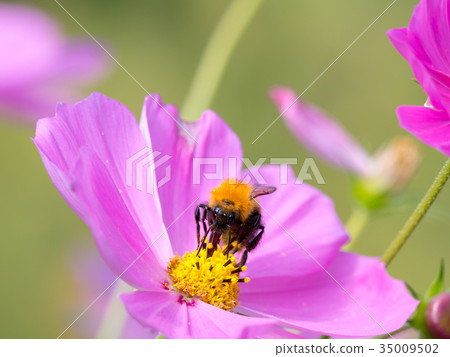 Tiger bee Tiger bee 35009502