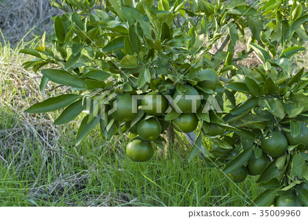 Tangerine tree 35009960