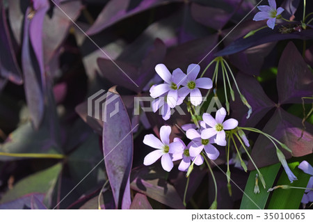 Oxalis·Regnellie Oxalis·Regnellie 35010065