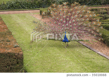 Peacock 35010088