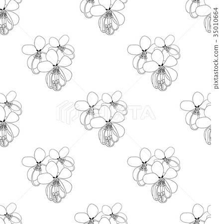 Cassia Fistula - Golden Shower Flower 35010664