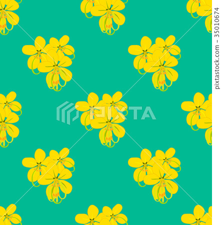 Yellow Cassia Fistula - Golden Shower Flower Yellow Cassia Fistula - Golden Shower Flower 35010674