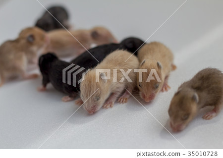 Golden hamster 35010728