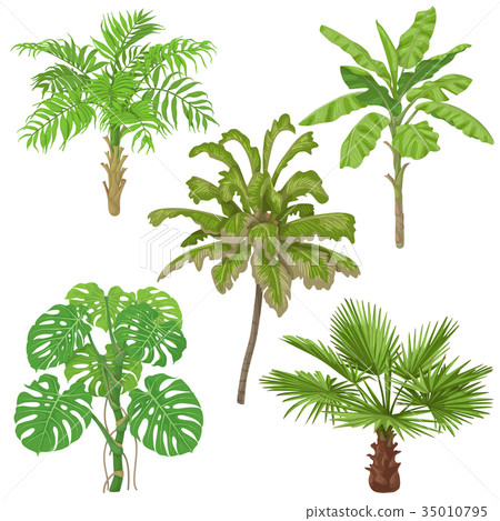 Tropical Plants Isolated 35010795