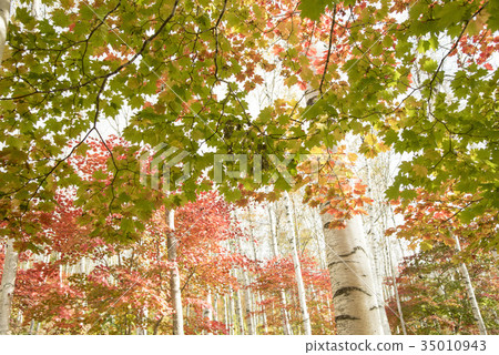 Hiraniwa plateau autumn Hiraniwa plateau autumn 35010943