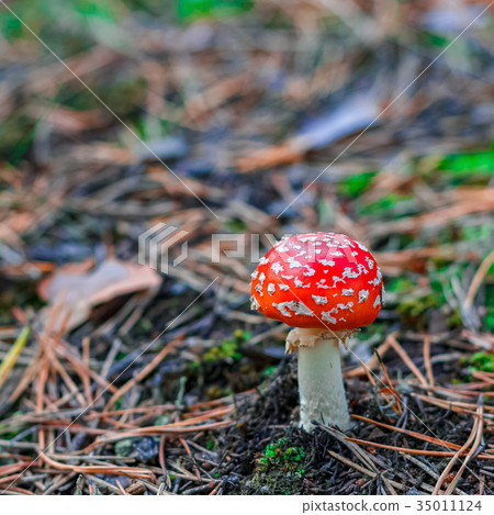 Red poisonous Amanita mushroom Red poisonous Amanita mushroom 35011124