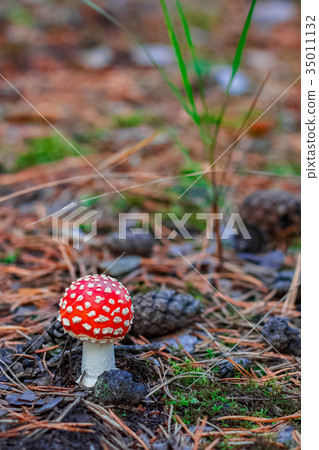 Red poisonous Amanita mushroom 35011132