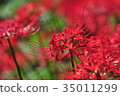 A crowd 35011299