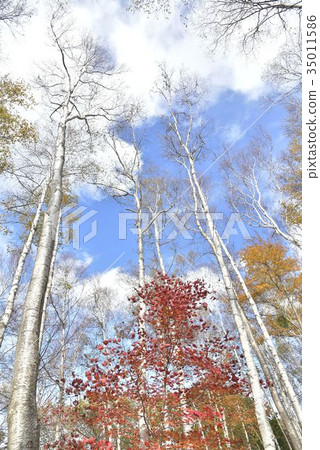 Clouds flow over the Hiraniwa plateau Shirakaba forest Clouds flow over the Hiraniwa plateau Shirakaba forest 35011586