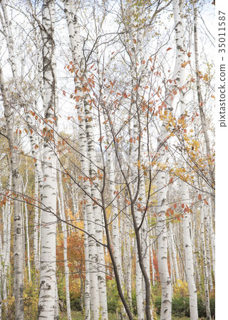 Hiraniwa plateau autumn Hiraniwa plateau autumn 35011587