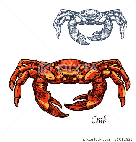 Crab sea animal isolated sketch for sefood design 35011825