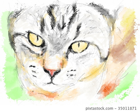Cat face illustration Cat face illustration 35011871