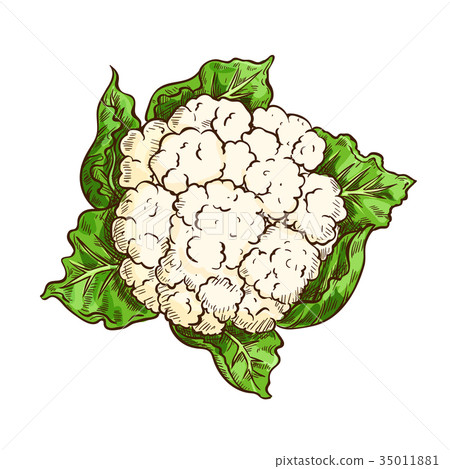 Cauliflower cabbage vegetable isolated sketch Cauliflower cabbage vegetable isolated sketch 35011881