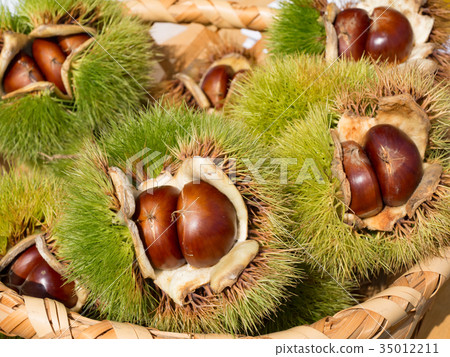Chestnut with iga 35012211