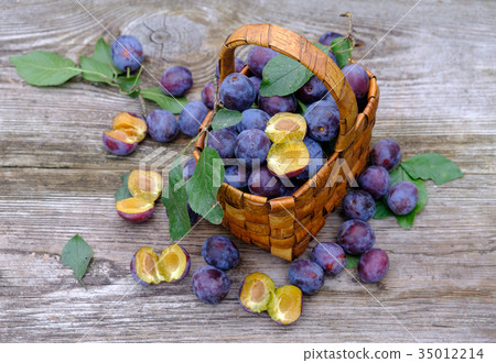 wicker basket of freshly picked plums wicker basket of freshly picked plums 35012214