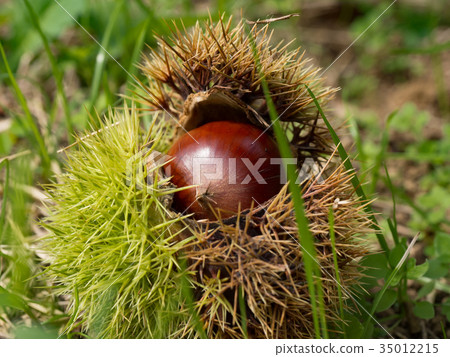 板栗採摘 板栗採摘 35012215