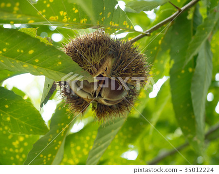 板栗果實 板栗果實 35012224