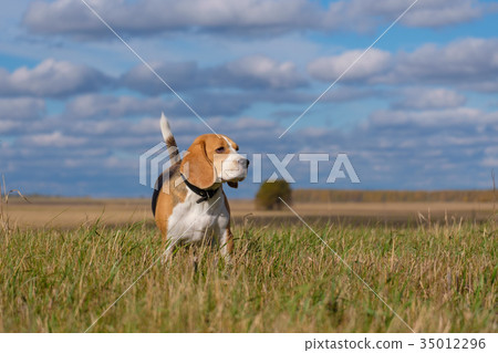 Beagle dog on a walk on a Sunny autumn day Beagle dog on a walk on a Sunny autumn day 35012296