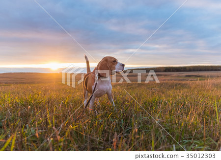 Beagle dog in the bright rays of the autumn sunset 35012303