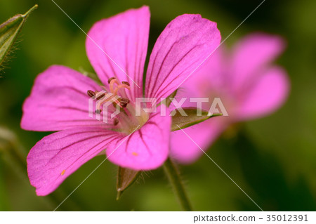 杜松子酒的特寫鏡頭 杜松子酒的特寫鏡頭 35012391