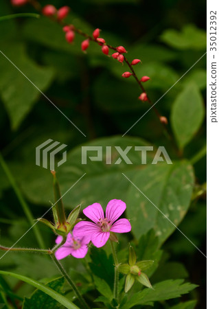 Ginno Shoko和Mizuhiki 35012392