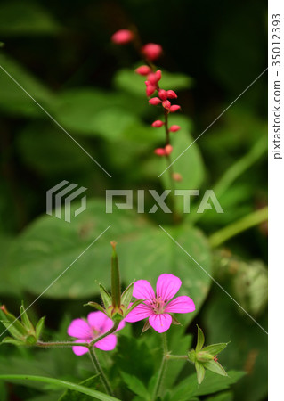 Ginno Shoko and Mizuhiki 35012393