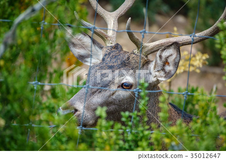 Male deer behind railings 35012647