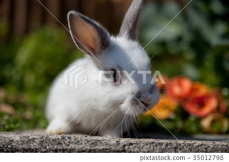 Rabbit  35012798