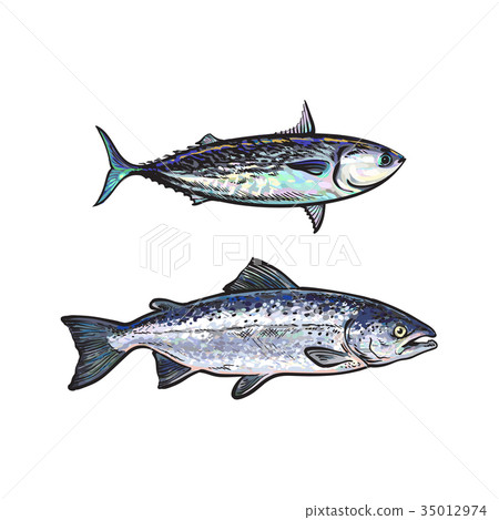vector sketch cartoon sea fish salmon, tuna set vector sketch cartoon sea fish salmon, tuna set 35012974