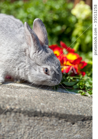 One rabbit 35013258