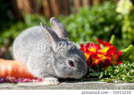 One rabbit 35013259