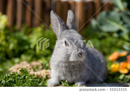 One rabbit 35013335