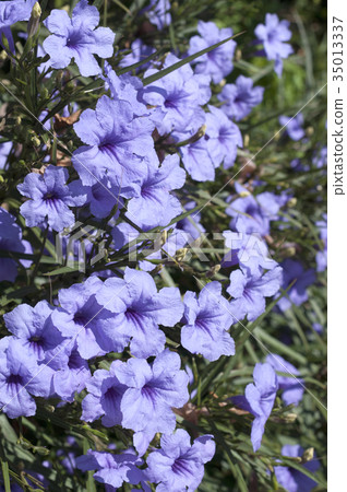 Willow Bar Irasou 35013337