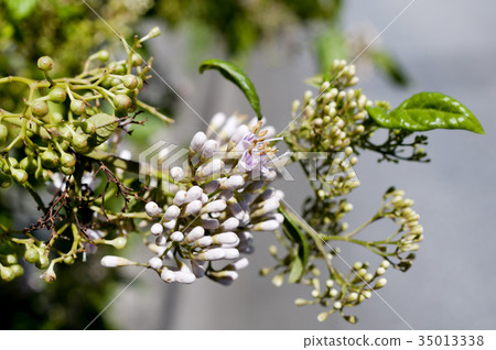 藍色的花朵 35013338