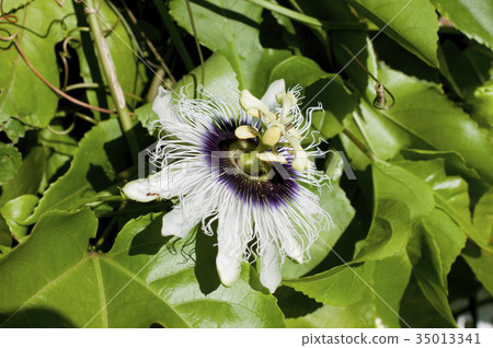 Passion Fruit Flower (Fruit Clock Grass) 35013341