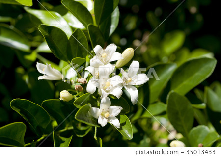 Geckitz (silk jasmine) flowers 35013433