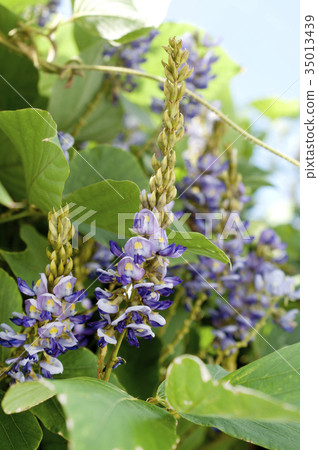 Taiwanese flowers 35013439