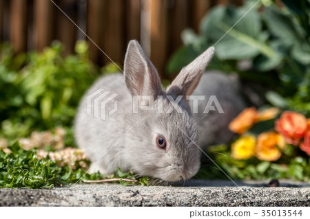 One rabbit One rabbit 35013544