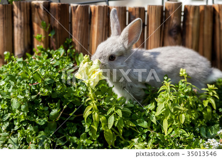 一隻兔子 35013546