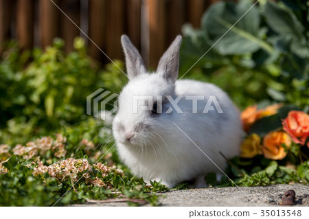 One rabbit 35013548