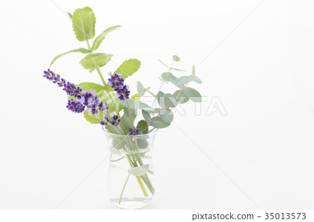 Lavender and mint and eucalyptus Lavender and mint and eucalyptus 35013573