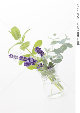 Lavender and mint and eucalyptus Lavender and mint and eucalyptus 35013576