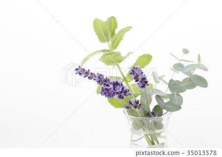 Lavender and mint and eucalyptus Lavender and mint and eucalyptus 35013578