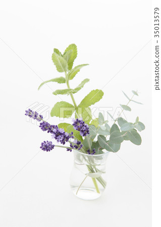 Lavender and mint and eucalyptus Lavender and mint and eucalyptus 35013579