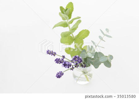 Lavender and mint and eucalyptus Lavender and mint and eucalyptus 35013580