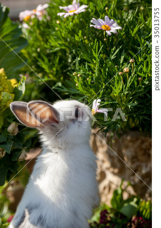 一隻兔子 一隻兔子 35013755